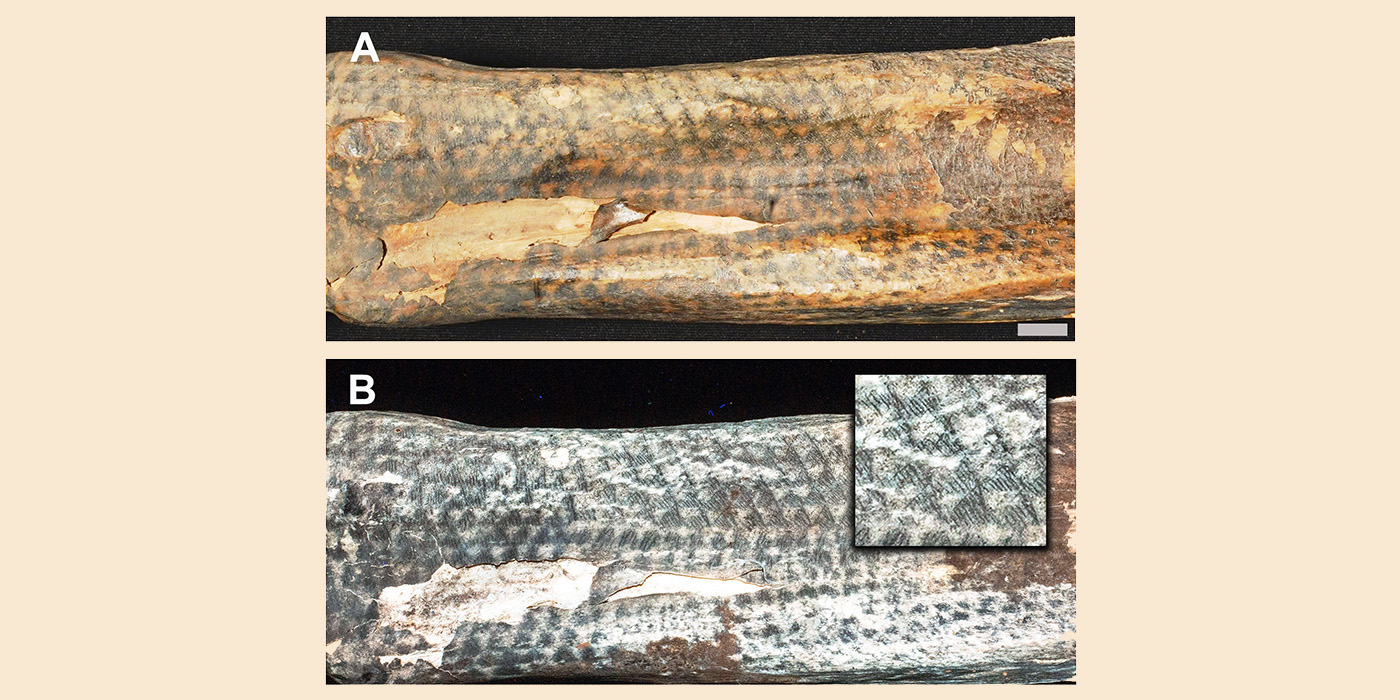 Laser-stimulated fluorescence technology unveils complexity of ancient Peruvian tattoos